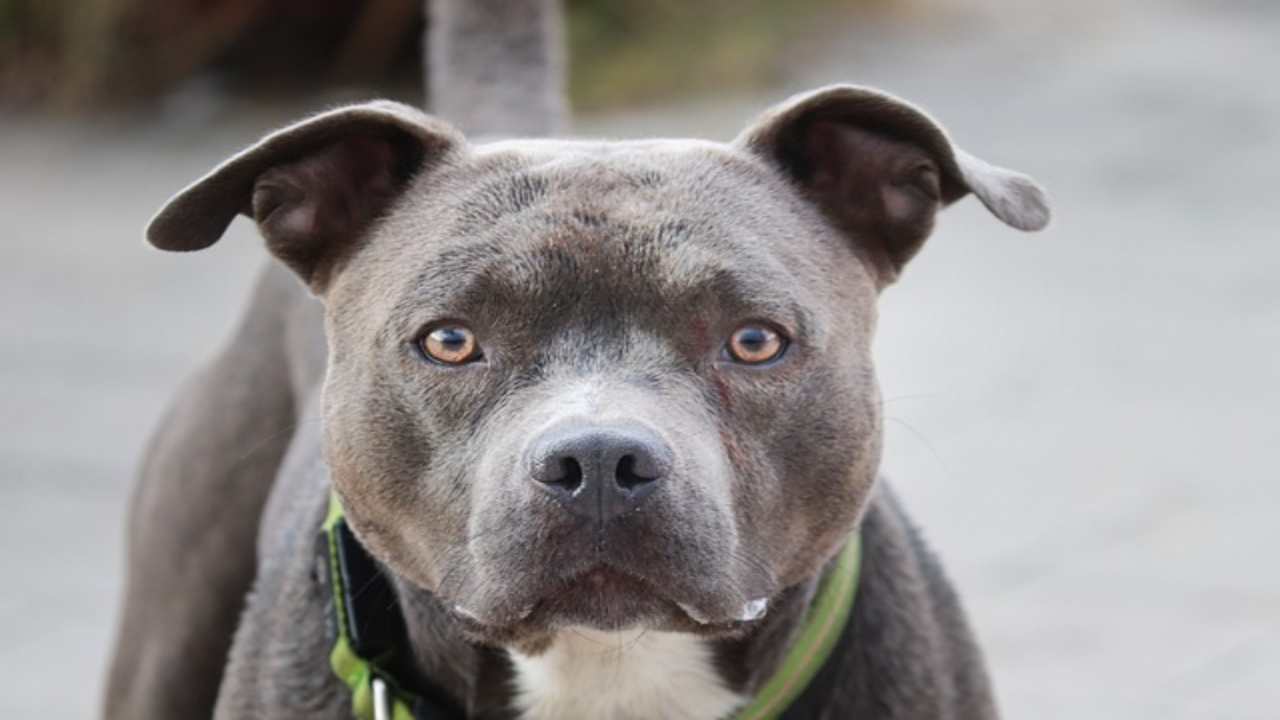 Le razze di cane più pericolose