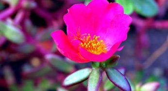 Portulaca, una pianta dalle notevoli sorprese anche in cucina