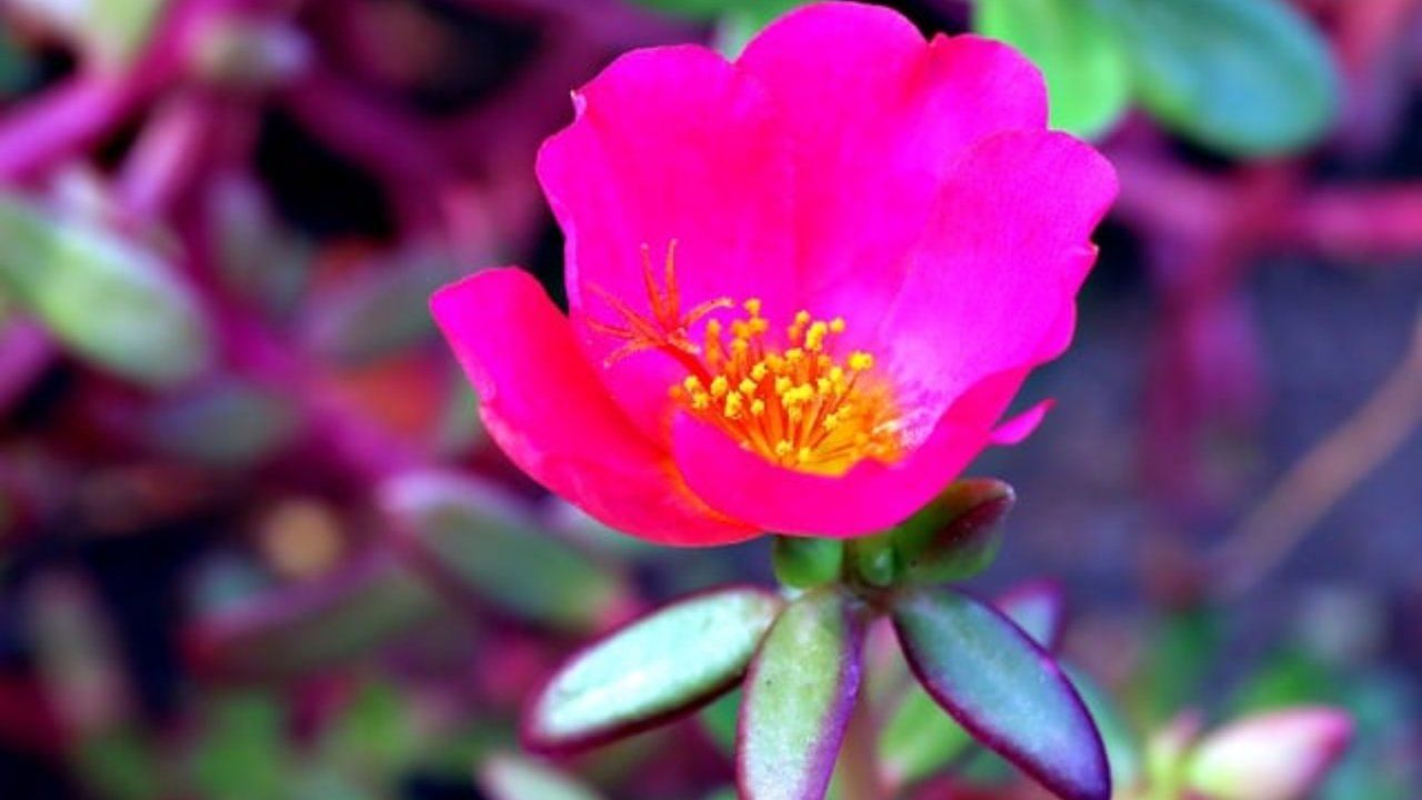 Portulaca caratteristiche