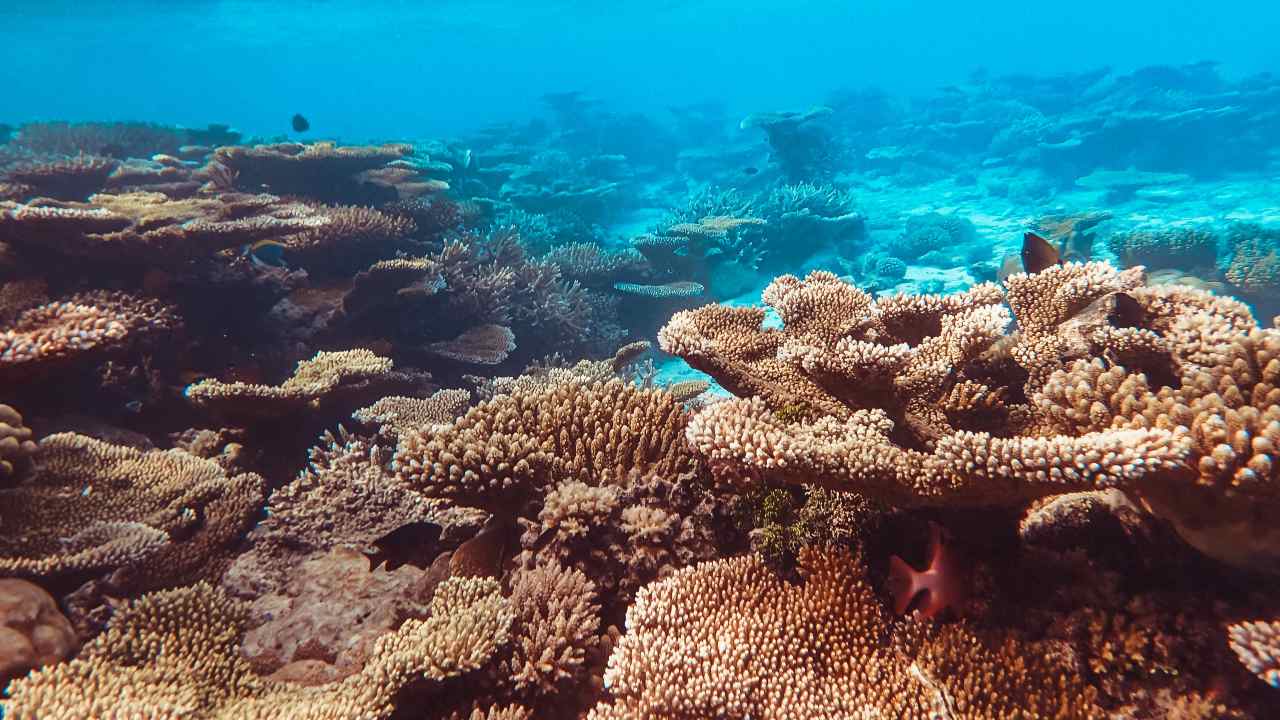 Posidonia oceanica: in pericolo