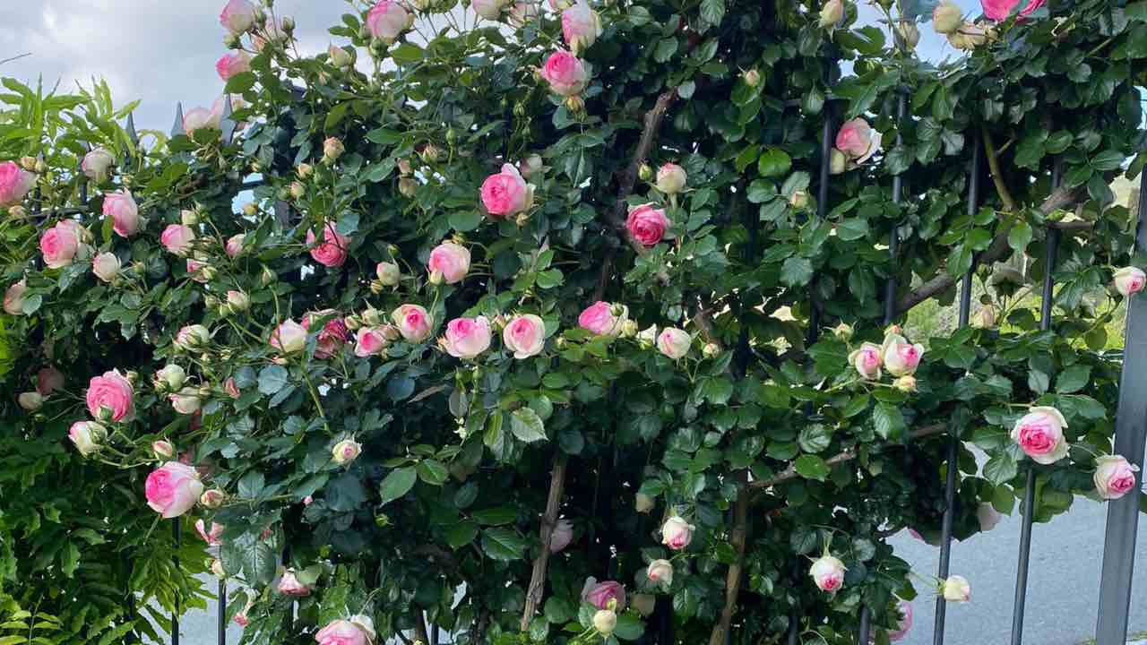 rose in vaso consigli utili