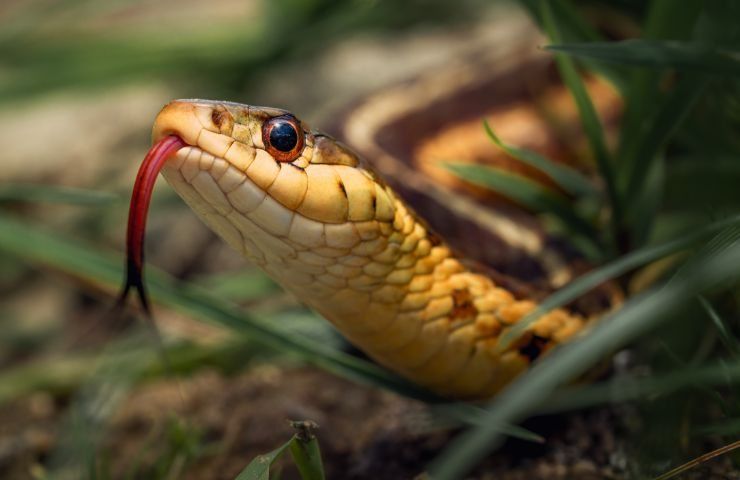 camminare erba alta estate serpente 