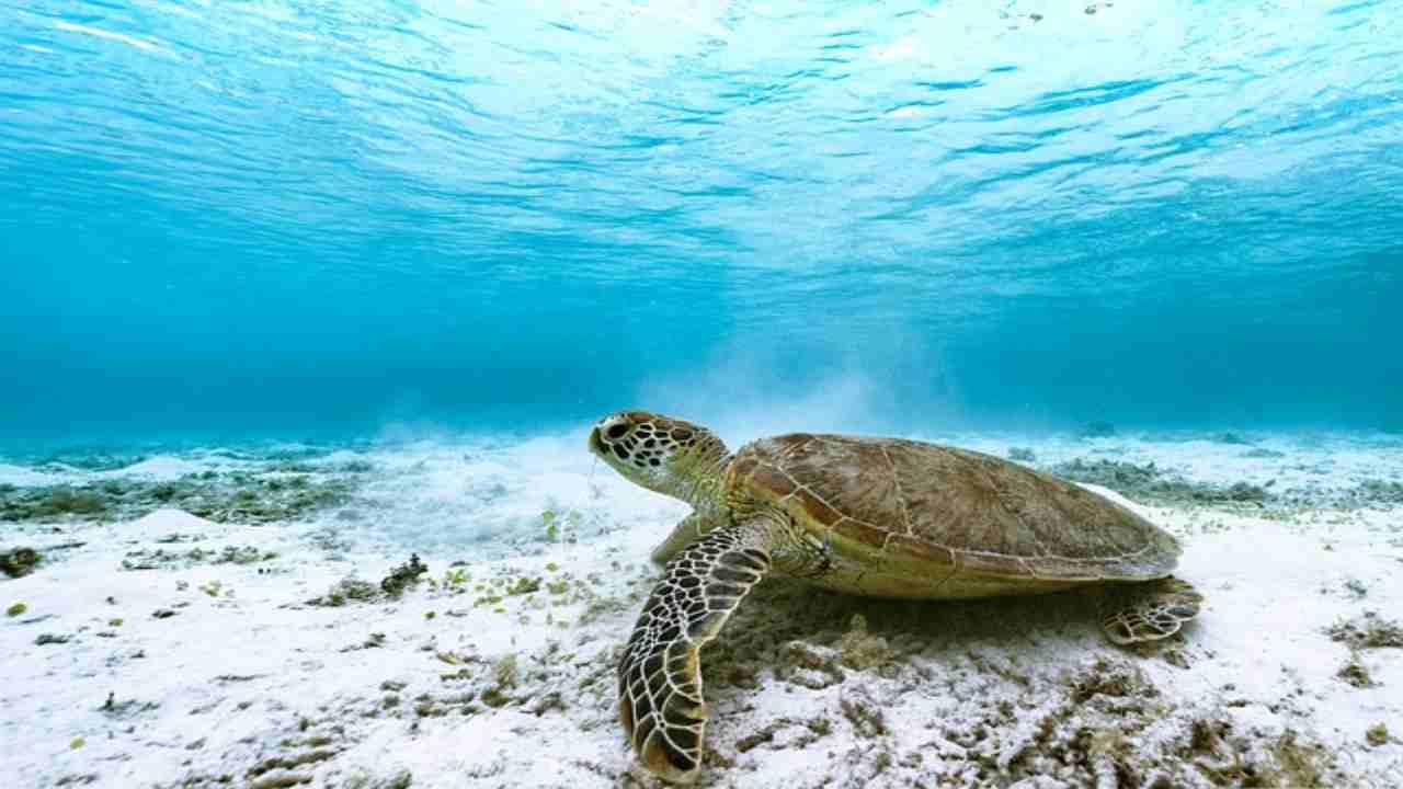 Tartaruga marina, cosa fare quando ne vedi una