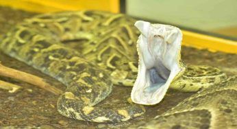 Veleno di vipera, gli effetti sul corpo sono sbalorditivi 