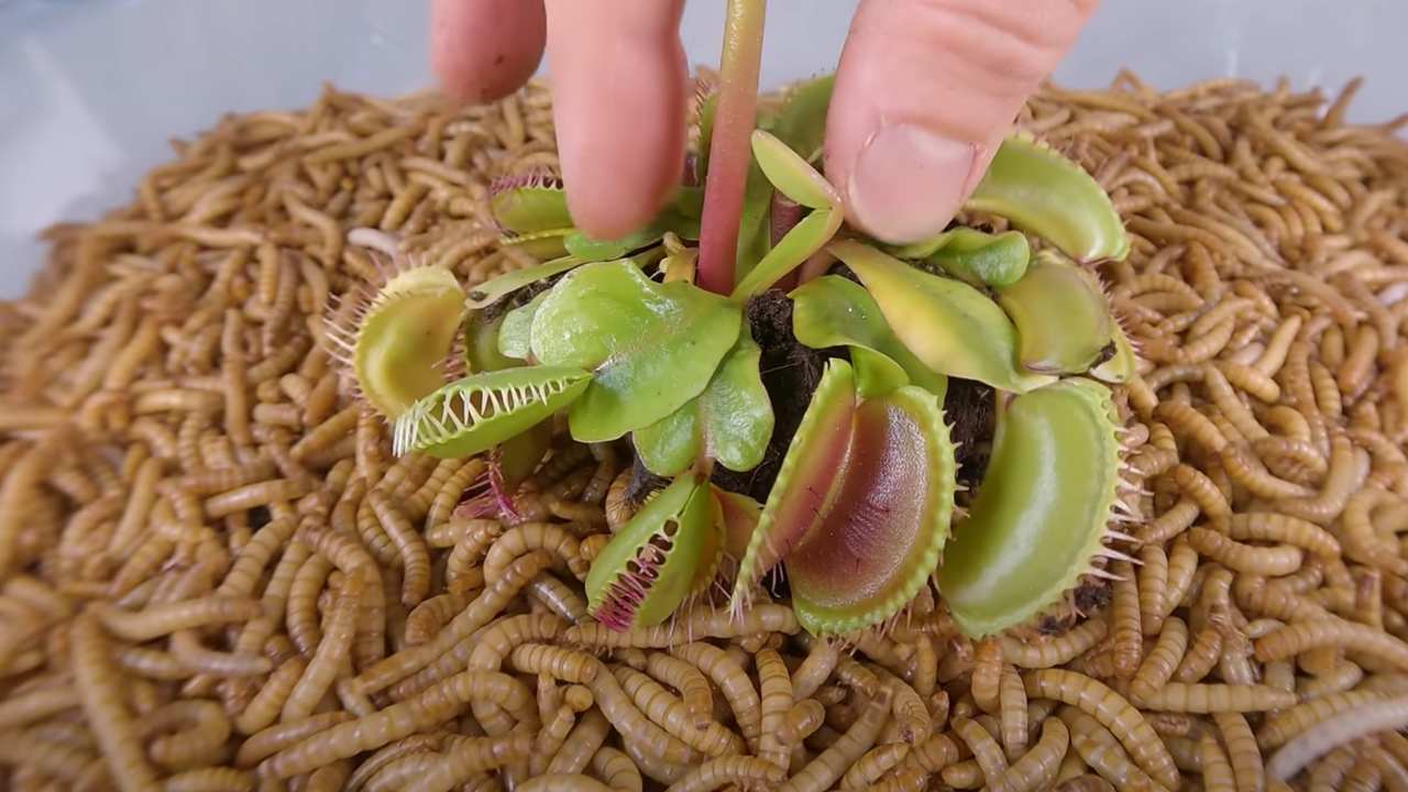 Venus flytrap vermi farina