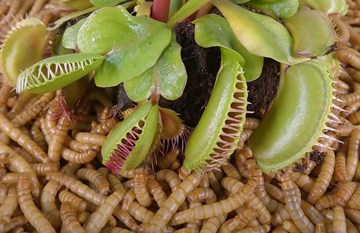 sfida Venus flytrap contro vermi