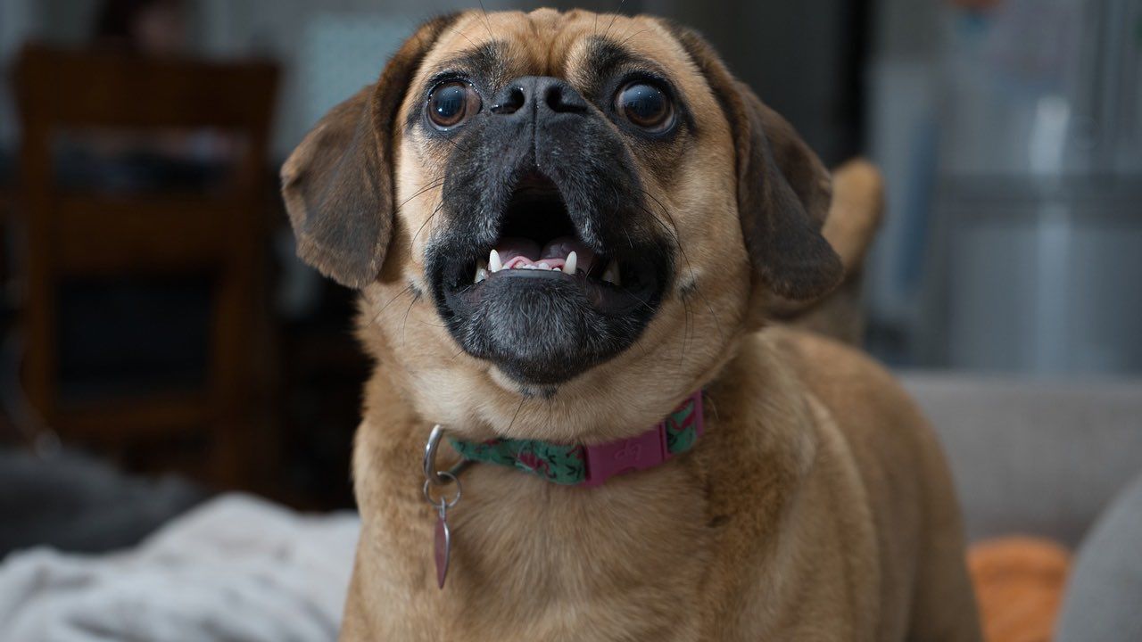 cane di piccola taglia abbaia