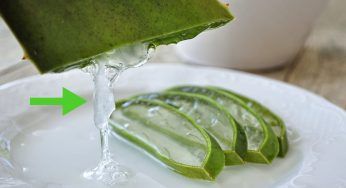 Gel di aloe, consigli utili per la conservazione