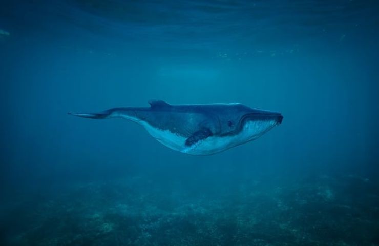 balena caccia Islanda