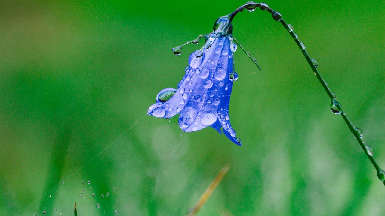 campanula pianta curiosità