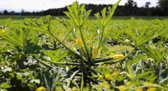 Nella semina delle zucchine è questo l’errore (più comune) da evitare
