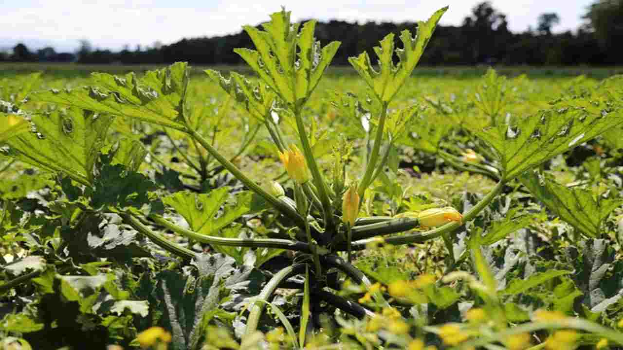 Nella semina delle zucchine è questo l'errore