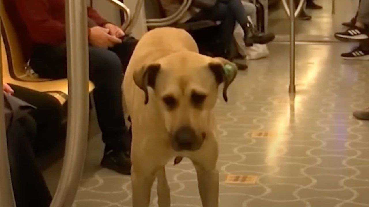 cane prende mezzi pubblici