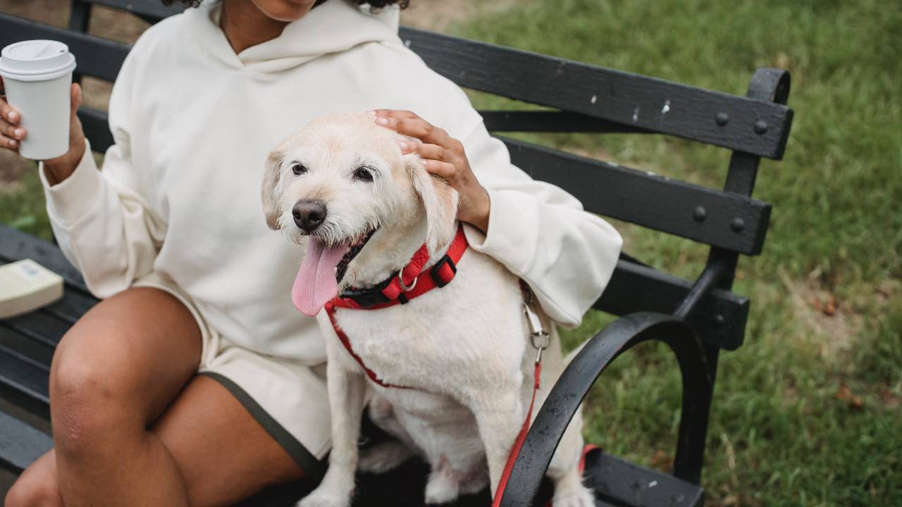 colpo di calore cane sintomi