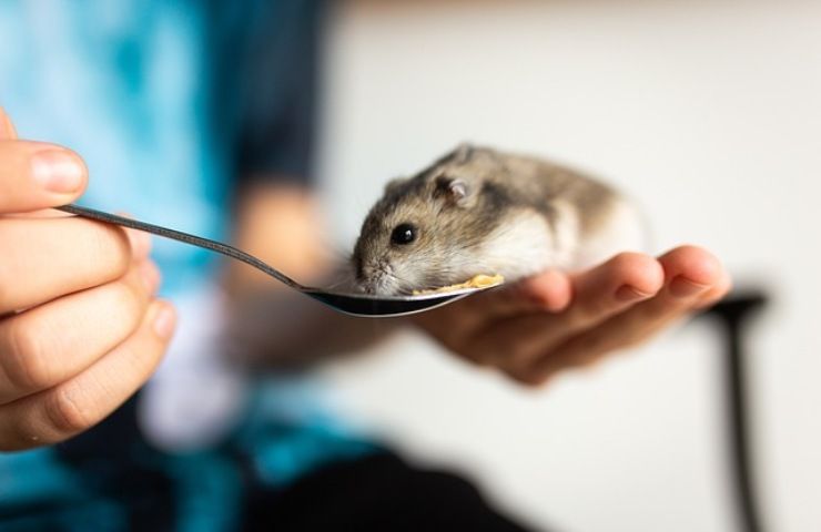 esperimento con criceto 