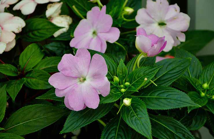 Impatiens, fiori di vetro, guida, come coltivare, piante, 