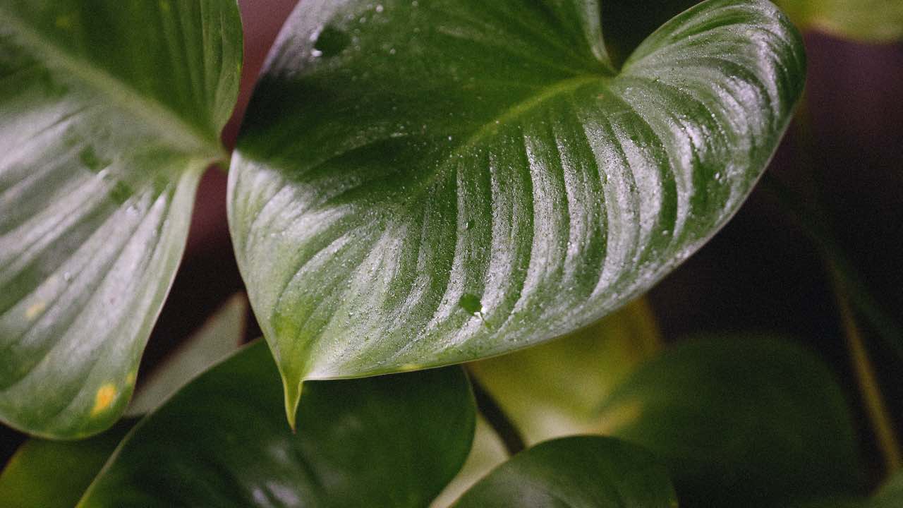 pianta pothos spoglia