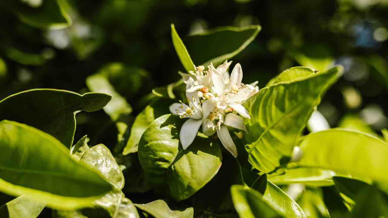 pianta gelsomino curiosità