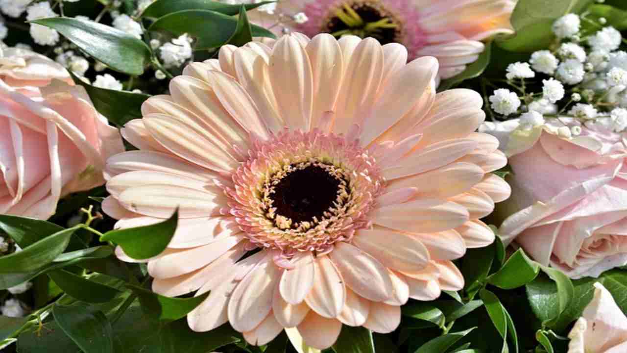 Gerbera, il fiore dell'allegria e dell'amore