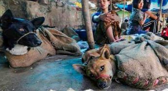 Il festival di Yulin, la mattanza dei cani ha inizio