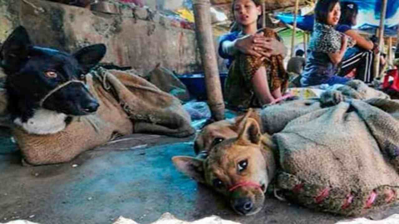 Il festival di Yulin, quando i cani diventano da macello