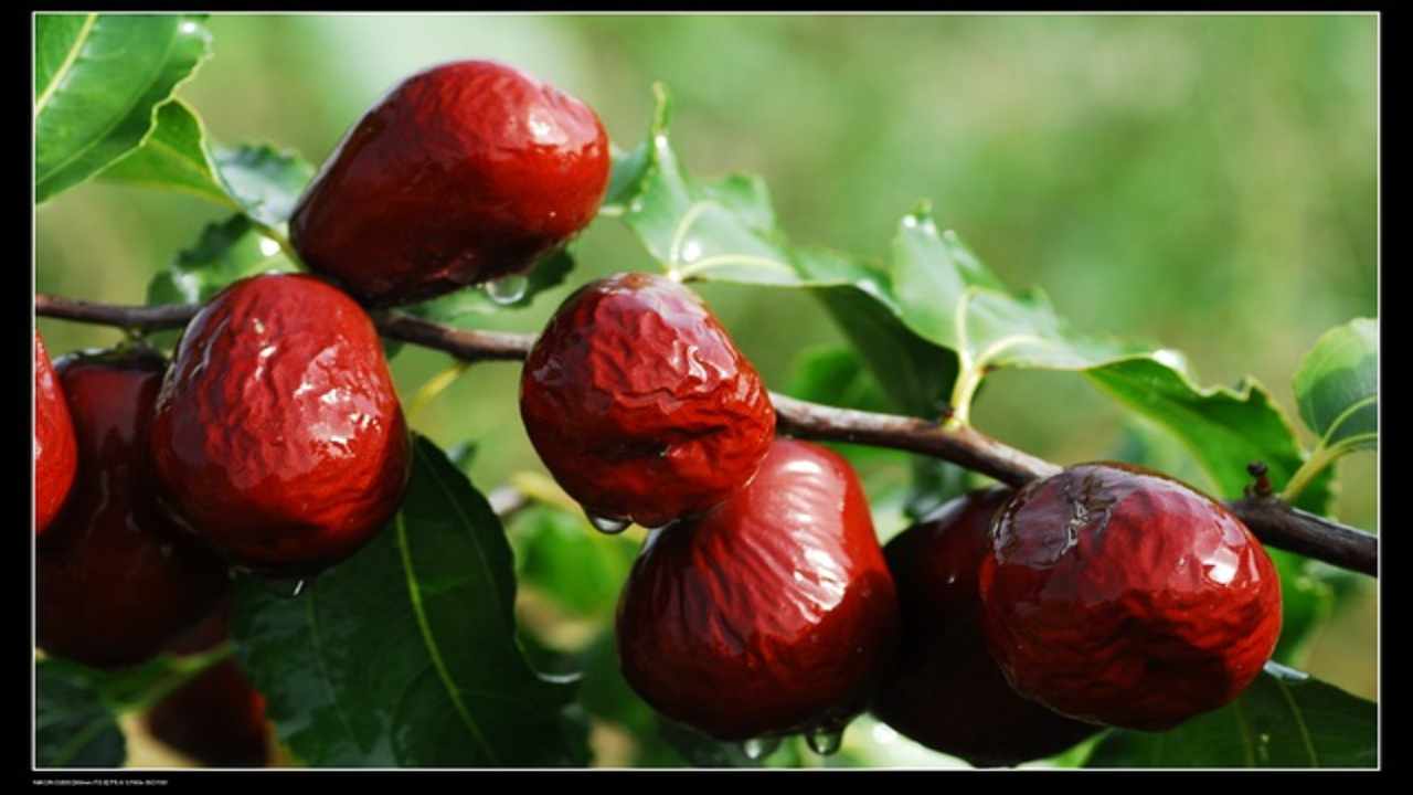 Andare in brodo di giuggiole, lo strano detto che richiama un frutto prelibato