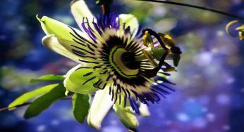 Passiflora, coltivazione ed utilizzi