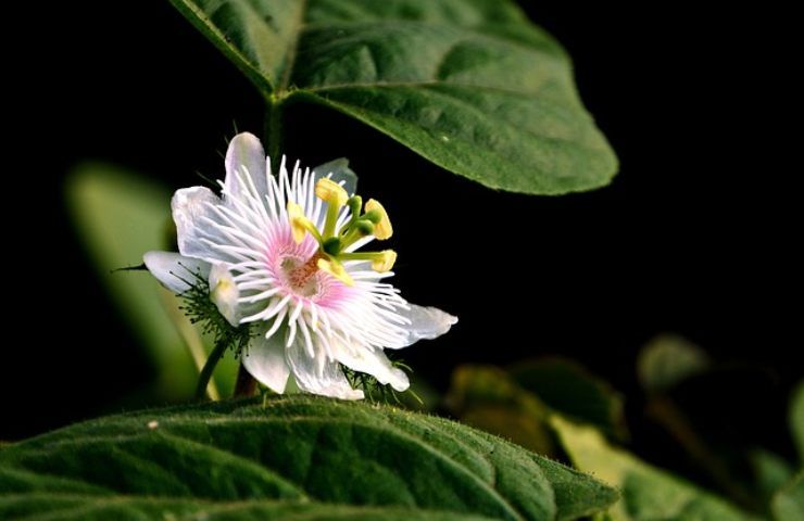 Flor de maracujá, cultivo e uso