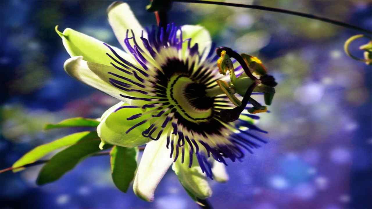 Passiflora, coltivazione ed utilizzi