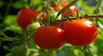 Coltivare i pomodori a testa in giù ha i suoi vantaggi, scopriamoli