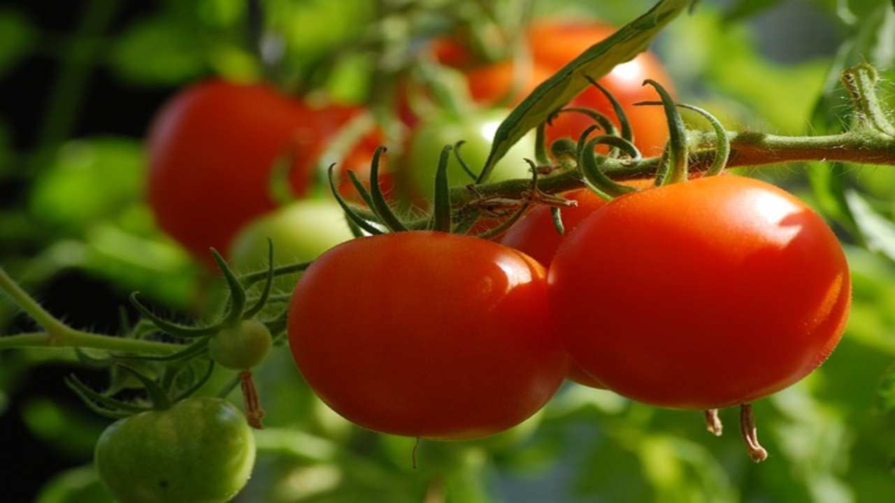 Coltivare i pomodori a testa in giù ha i suoi vantaggi, scopriamoli