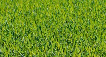 Cura del prato, gli errori che commetti se lo noti danneggiato
