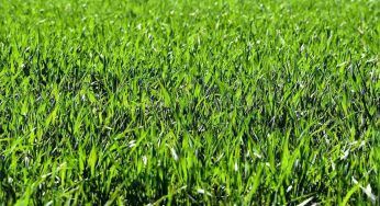 Prati stabili, cosa sono e come possono aiutare la biodiversità e l’allevamento