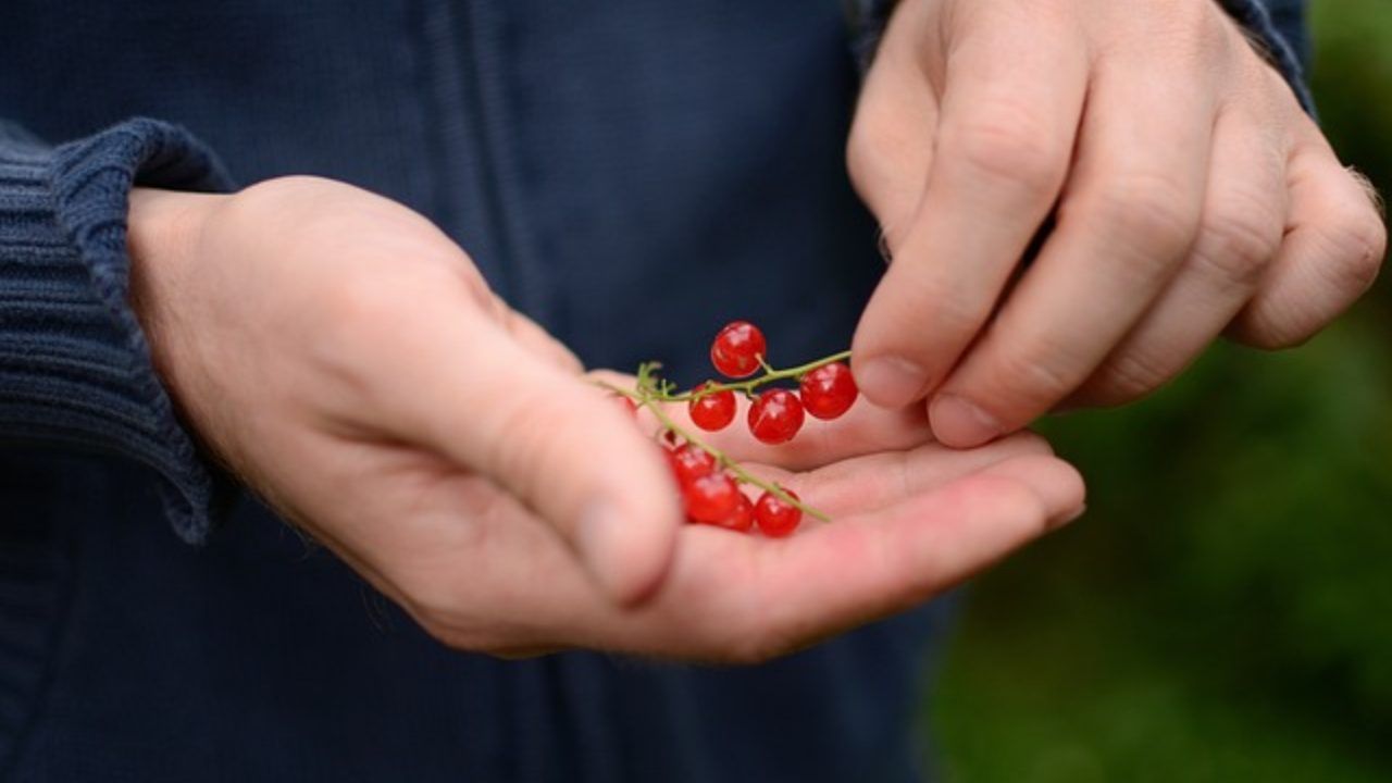 scoperta ribes rosso