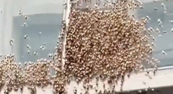 Invasione di api a Time Square, a cosa è dovuta