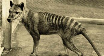 Tigre della Tasmania, le ultime immagini prima dell’estinzione