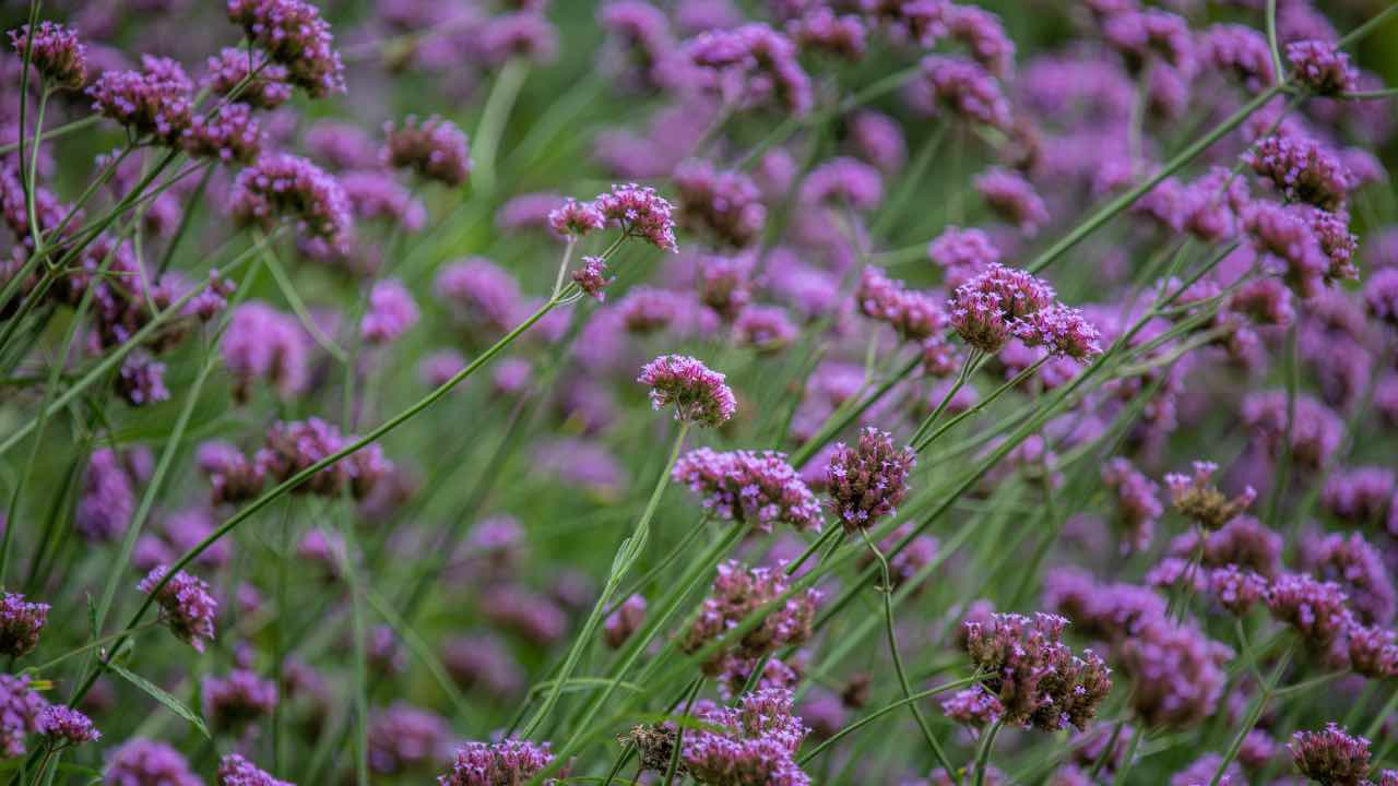 verbena coltivazione consigli