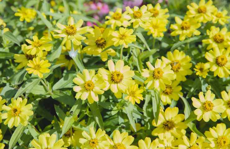 zinnia pianta