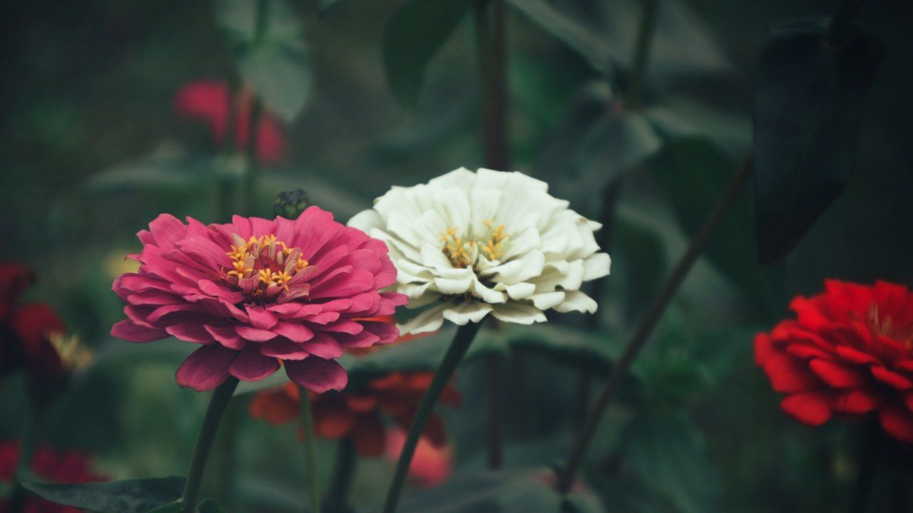 pianta zinnia consigli