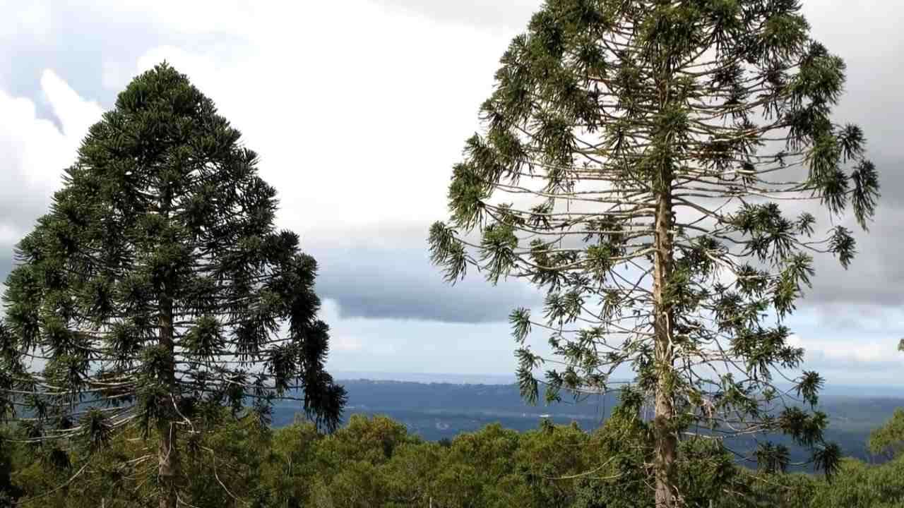 Alberi più pericolosi mondo lista