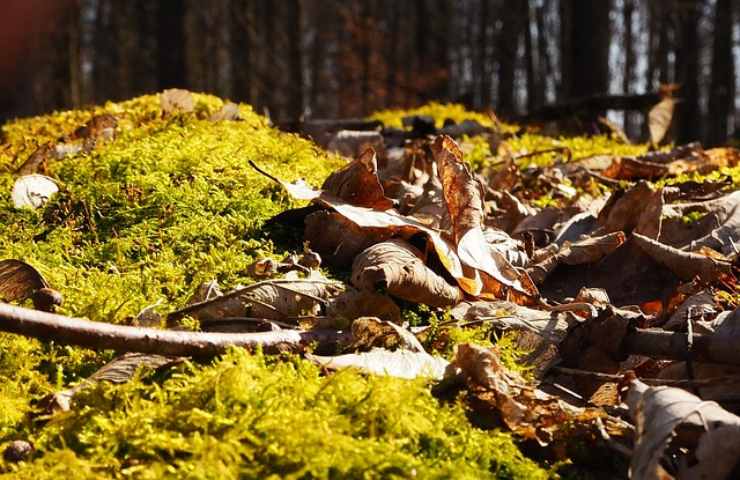 Albero rovinato: i dettagli 