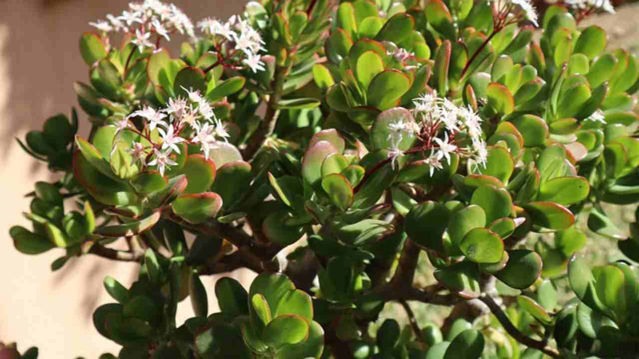 Albero di giada al sole, cosa gli potrebbe accadere