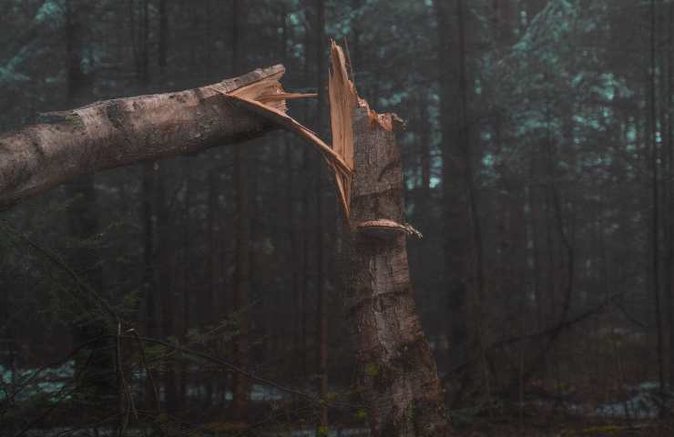 Albero spezzato: i dettagli 