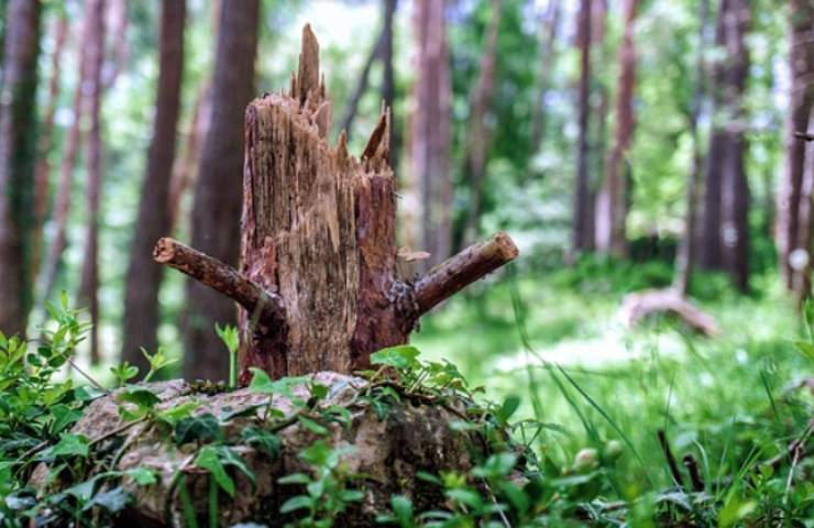 Alberi deturpati nel barese: cos'è successo