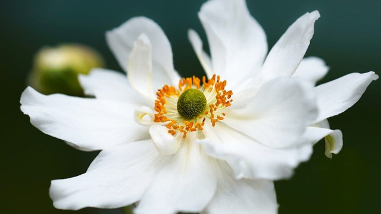 fiore Anemone