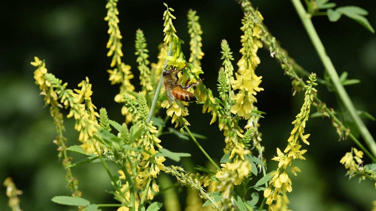 meliloto erba spontanea