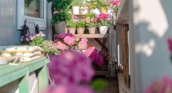 Balcone fiorito a luglio, le piante che non possono mancare