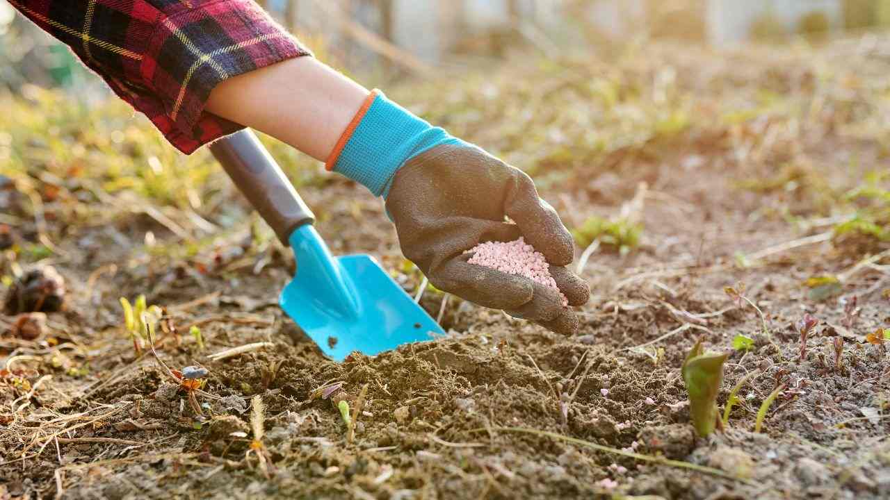 terreno fertile consigli