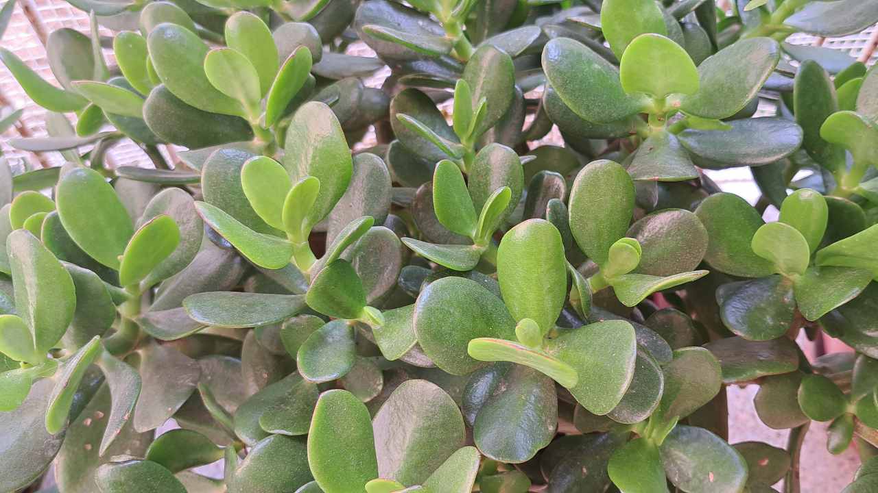 albero di giada, parassiti, giardino, pianta, proteggere