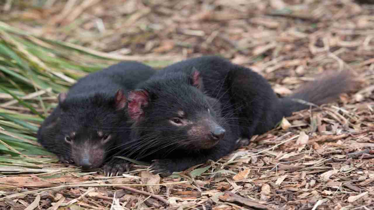 Diavolo della Tasmania